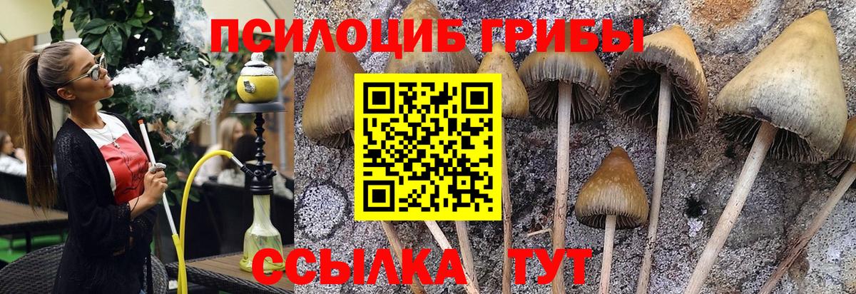 Галлюциногенные грибы Psilocybine cubensis  Вход с VPN  Северск 